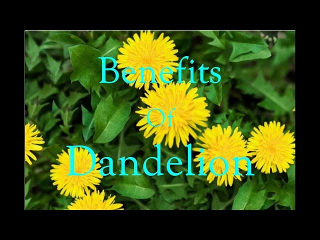 How To Do A Liver Cleanse w/Dandelion Tea