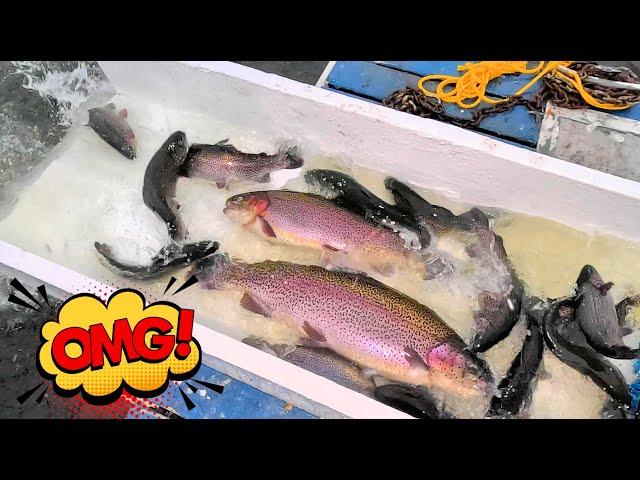 11/27/24 MASSIVE STOCKING OF BIG TROUT & SIERRA BOWS AT SANTA ANA RIVER LAKES