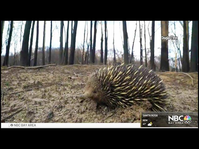 Douglas Thron Infrared Drone Animal Rescue Australia