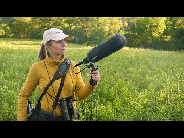 Microphones for Recording Bird Sounds