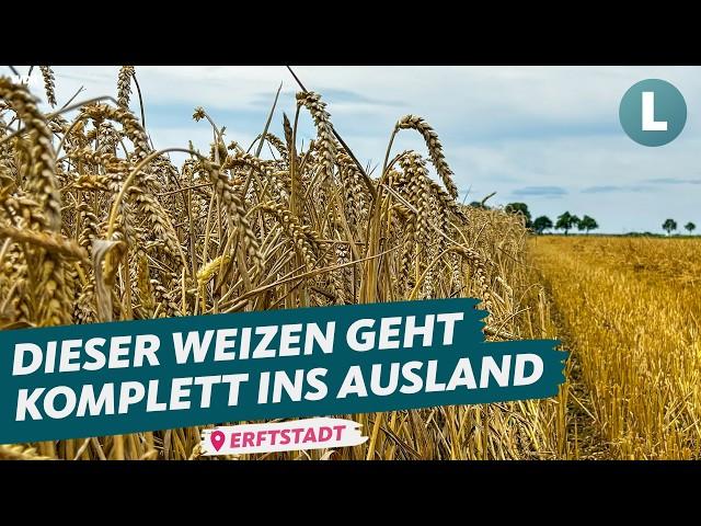 Kampf um regionalen Weizen: Wie eine Initiative den Export stoppen will |WDR Lokalzeit Land.Schafft.