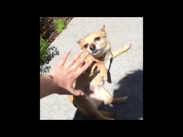 RIP VINE Compilation (Animal Edition)