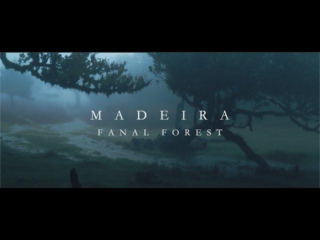 MADEIRA - Fanal Forest | Cinematic Film