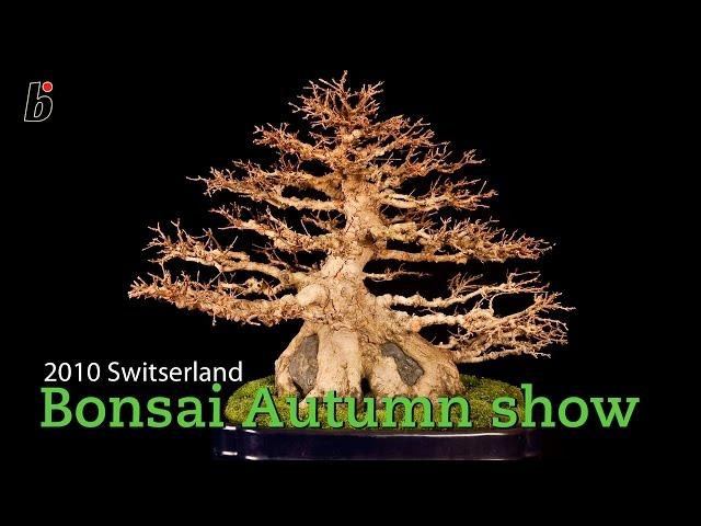 Bonsai Focus visit to Bonsai Autumn - Switserland 2010