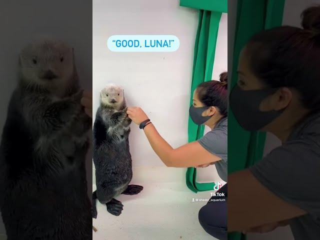 How Sea Otter Luna Uses Her Pocket | Shedd Aquarium