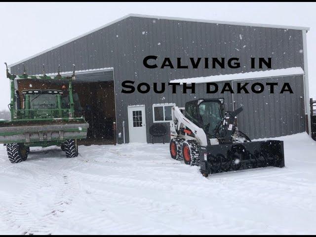 New Calves / Snowblowing / Barn Tour