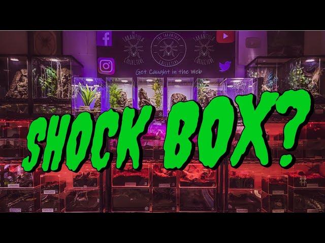 Tarantula SHOCK BOX! WTF is it?