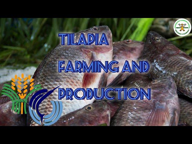 Sustainable Tilapia farming in the Philippines | Tilapia Culture