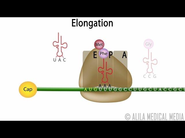 Eukaryotic Translation (Protein Synthesis), Animation.