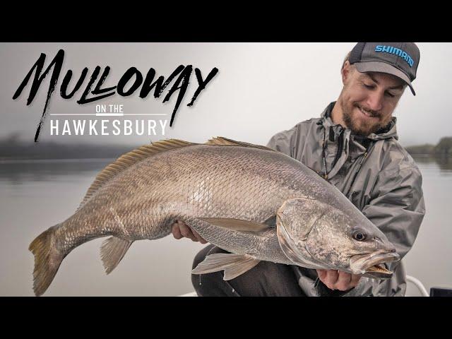 Chasing Metre Mulloway on the Hawkesbury River with Rhys Kennedy!