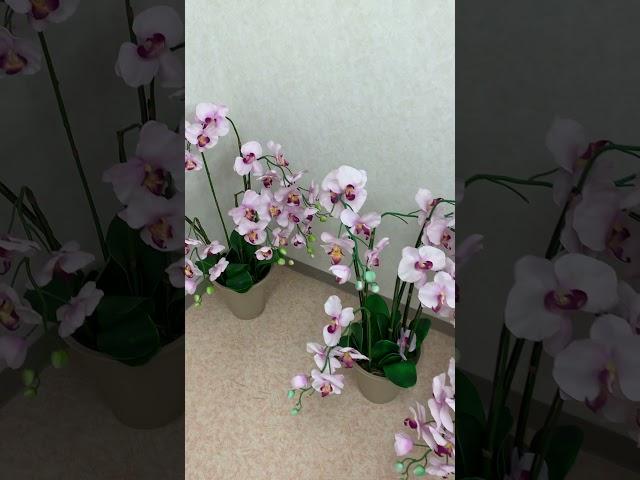 ORCHIDS IN LINE|BUTTERFLY ORCHID LIGHT PINK COLOR|#SHORT|CRIS ANN NAKAGOMI