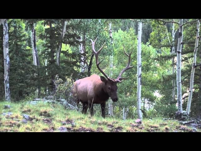 Elk Bugle up close.