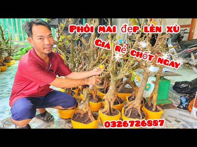 Phôi mai giảo đẹp lên xù giá rẻ 4/11 #aSự0326726887|MaivàngThanhTâm