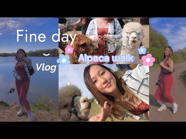 BEST DAY EVER | ALPACA WALK | LUCKY TAILS ALPACA | KINGSBURY WATER PARK