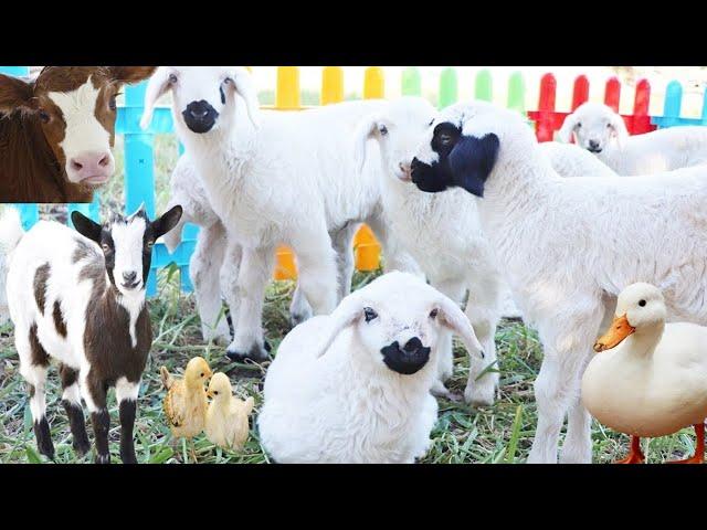 Farm Animals, New Generation Lambs, Sheep, Cow Videos, Chicken Chick, Dog, Goat Sound