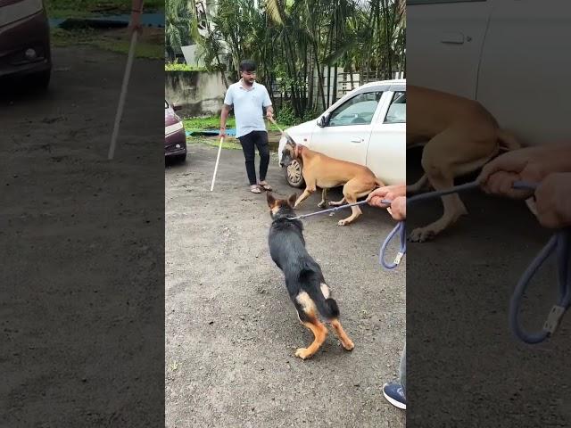 German shepherd vs great dane #shorts #dog