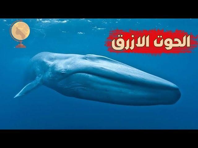 لن تصدق هذه الاكتشافات عن الحوت الازرق - نوليدجستان