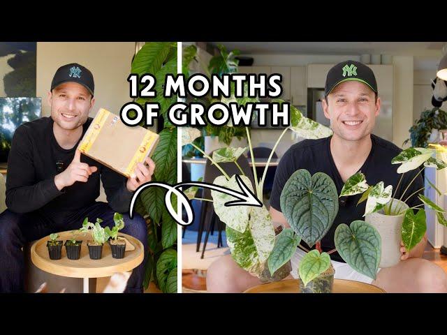 UNBOXING PLANT MAIL & 12 MONTHS OF UPDATES - I bought the smallest plants I could find