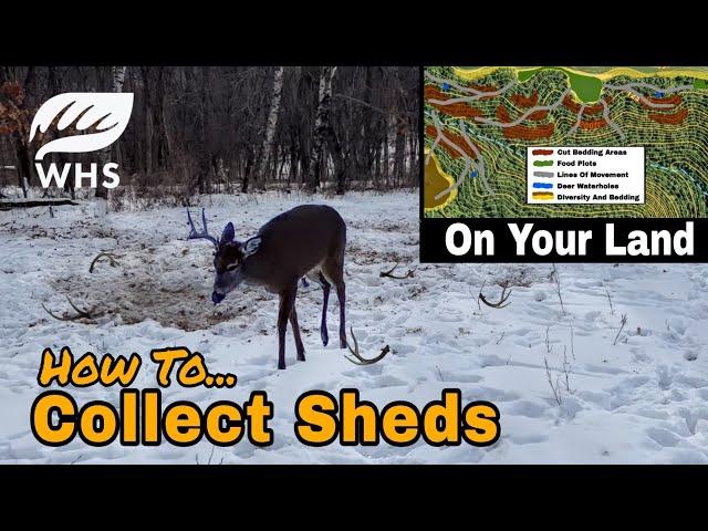 How To Collect Shed Antlers On Your Land