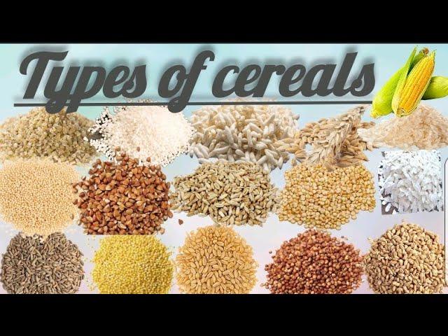 types of cereals#cereals name#cereals name in english#cereals