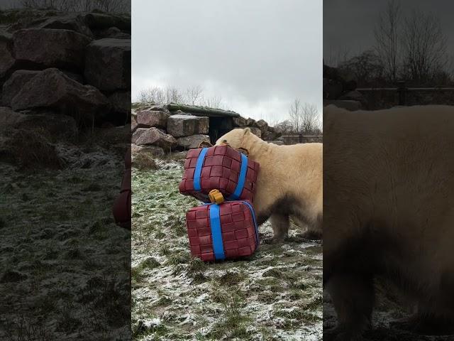 Presents for the polar bears 