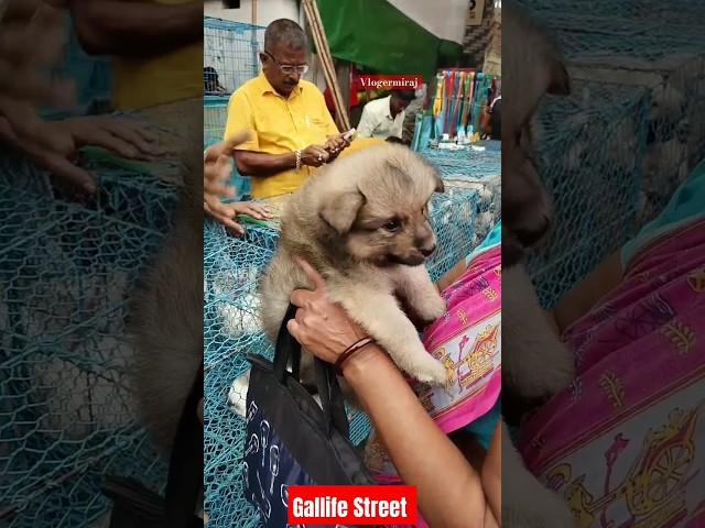 Pat Market Kolkata /lowest price puppy dog/Gallif Street dogs