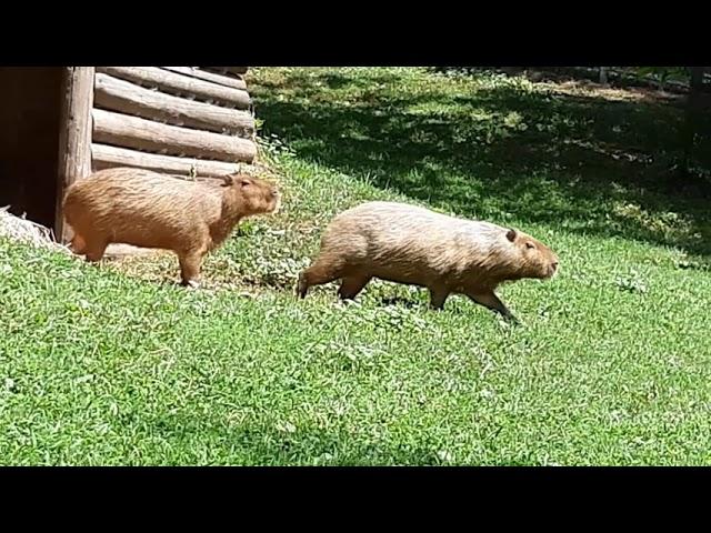 Video Overview of HIGH PARK ZOO | Free Admission