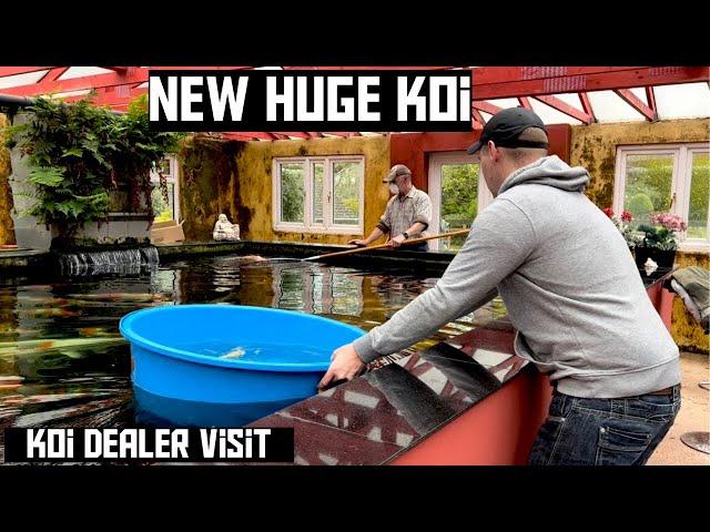 A VISIT TO THE KOI DEALER!! I BRING HOME A HUGE NEW KOI **STUNNING**