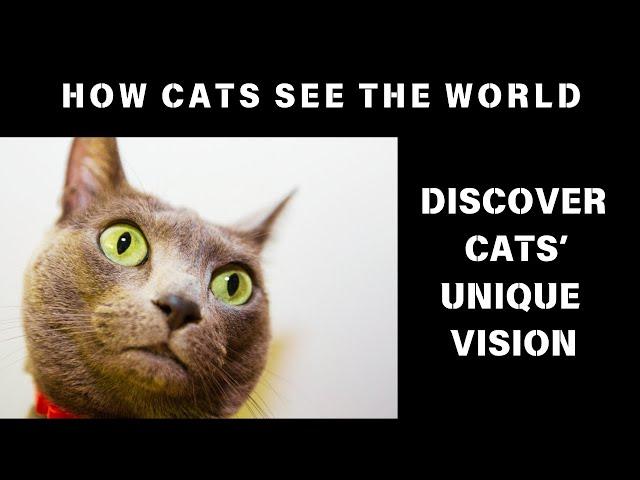 How Cats See the World: Discover Their Unique Vision | Cats KnowHow