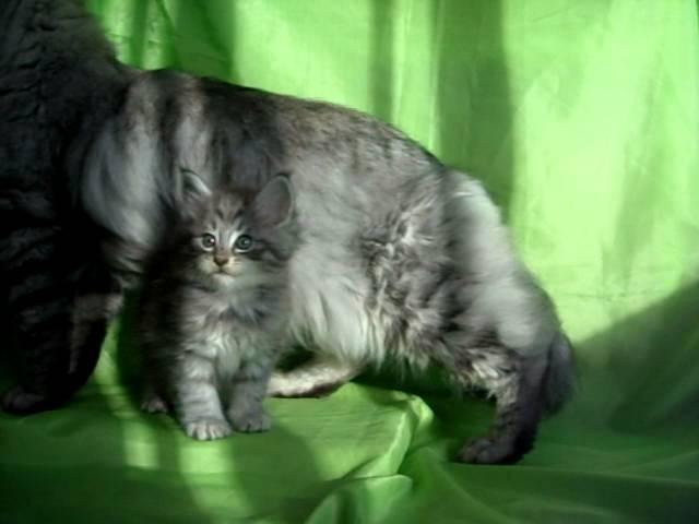 S*Myselisia's Vivaldi and his son Silverissimo Montegancedo Gatos Bosque de Noruega
