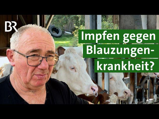 Spritze gegen Blauzungenkrankheit: Rinder und Schafe impfen? | Unser Land | BR