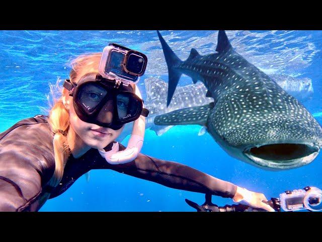 Snorkeling with WHALE SHARKS & Freediving Cenote! (The Ultimate Mexico Vacation)