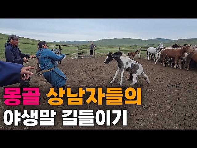 몽골 유목민들의 맨손으로 말 길들이기, 몽골 상남자 전투민족의 일상[4]