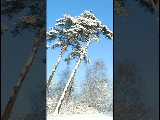 Стихотворение "Ты меня ждала" #поэзия #проза #стихи