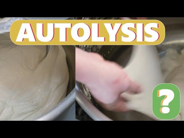 HOW AUTOLYSIS IMPROVES THE DOUGH.What is autolysis. How to open a bakery.