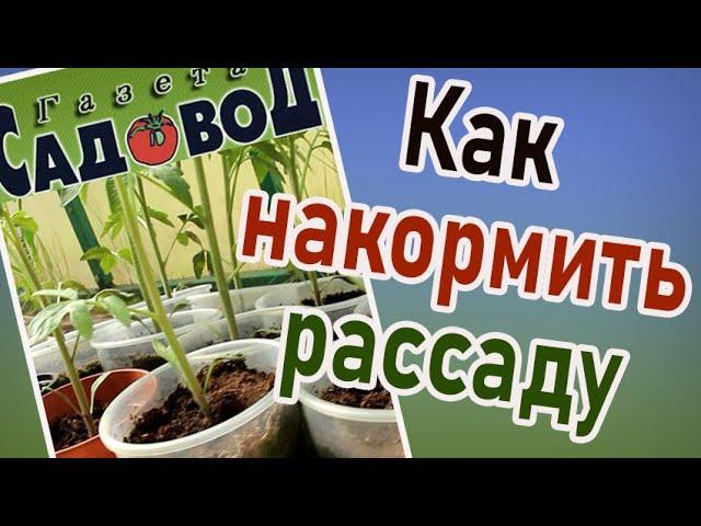 КАК НАКОРМИТЬ РАССАДУ