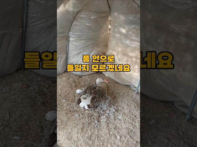 알을 품고 있는 거위에게 알 3개를 더 놔주면?
