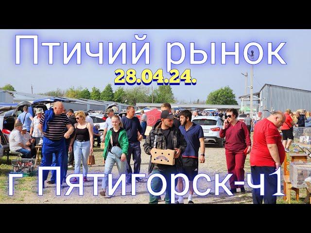 Pigeons prices Bird market Pyatigorsk -ch1