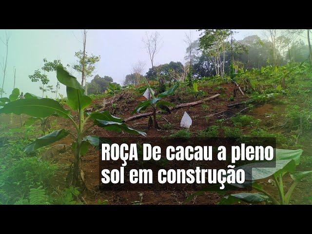 ANDAMENTO DA ROÇA DE CACAU A PLENO SOL (INÍCIO)