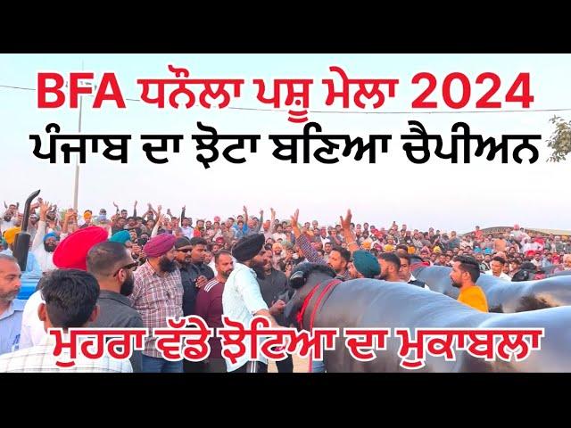 ਪੰਜਾਬ ਦਾ ਝੋਟਾ ਬਣਿਆ ਆਲ ਇੰਡੀਆ ਦਾ ਚੈਪੀਅਨ | Murrah Bull | BFA Dhanauala Pashu Mela 2024