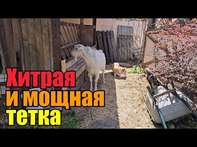 Весь день уборка》Сено как чугунный мост‍️》У меня уже целая лаборатория