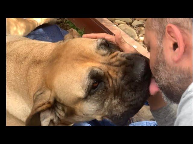 Big Boerboel Molly & The Only Vet she Loved #boerboel #shortvideo #viralvideo