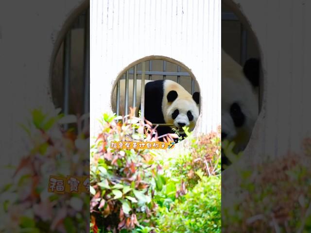 5.21福宝笑着打包了根竹子#大熊猫福宝 #panda #푸바오  #大熊猫 #国宝 #来这吸熊猫#福寶 #fubao