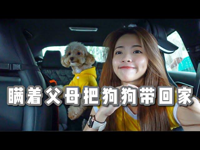 终于把养大的狗狗带回家给爸妈看 一开始以为他们无法接受 Vlog#23