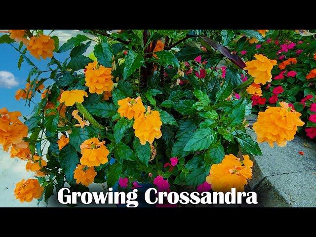 Crossandra Care || Wonderful Flowering Houseplant