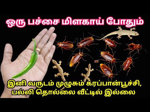 இனி வருடம் முழுசும் கரப்பான் பூச்சி, பல்லி தொல்லை வீட்டில் இல்லை|cockroach killer|kitchen tips #tips