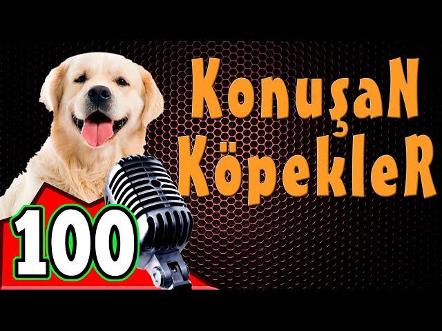 Komik Köpek Videoları - Konuşan Köpekler ve Kediler 100