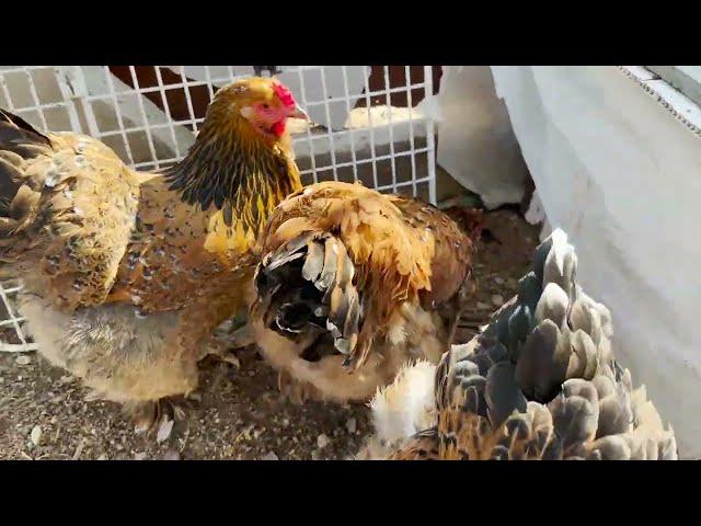 Tavukların Son Durumu - Porselen brahma - Cüce cochin - Australorp