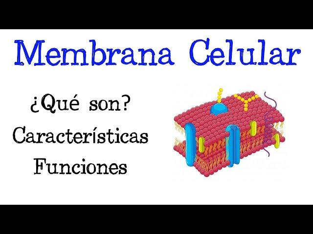  ¿Qué es la Membrana Celular? Características, Funciones [Fácil y Rápido] | BIOLOGÍA |