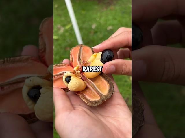 Did You Know These Unique Fruits Exist? 